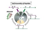 Tokai University Research: High Efficiency Synthesis of Insulin by Self-assembly Based Organic Chemistry