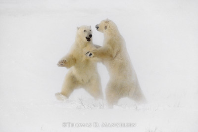 "Polar Dance" by Thomas D. Mangelsen.