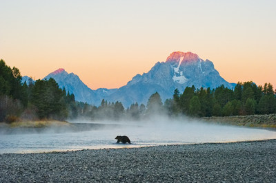 "First Light - Grizzly" by Thomas D. Mangelsen.