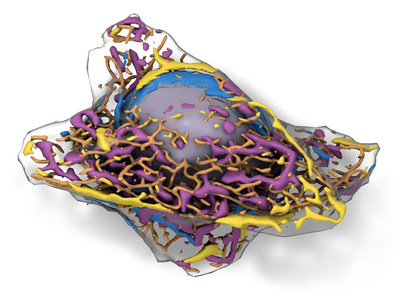 Label-free prediction of structures inside a single human cell. Color key: Gray – Nuclear envelope and DNA, Purple – Mitochondria, Yellow – Actin, Blue – Endoplasmic reticulum, Brown - Microtubules.