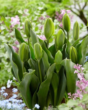 Ruigrok Flowerbulbs Introduces First All-Green Tulip and Related Sustainable Solar Project