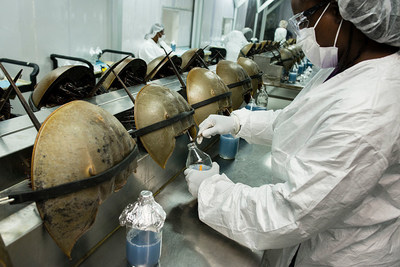 Charleston, South Carolina, USA. Horseshoe crabs are bled at the Charles River Laboratory. Photograph: Timothy Fadek (Photo by Timothy Fadek/Corbis via Getty Images)
