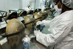 Turning the Tide for Horseshoe Crabs: New Hope for an Ancient Species
