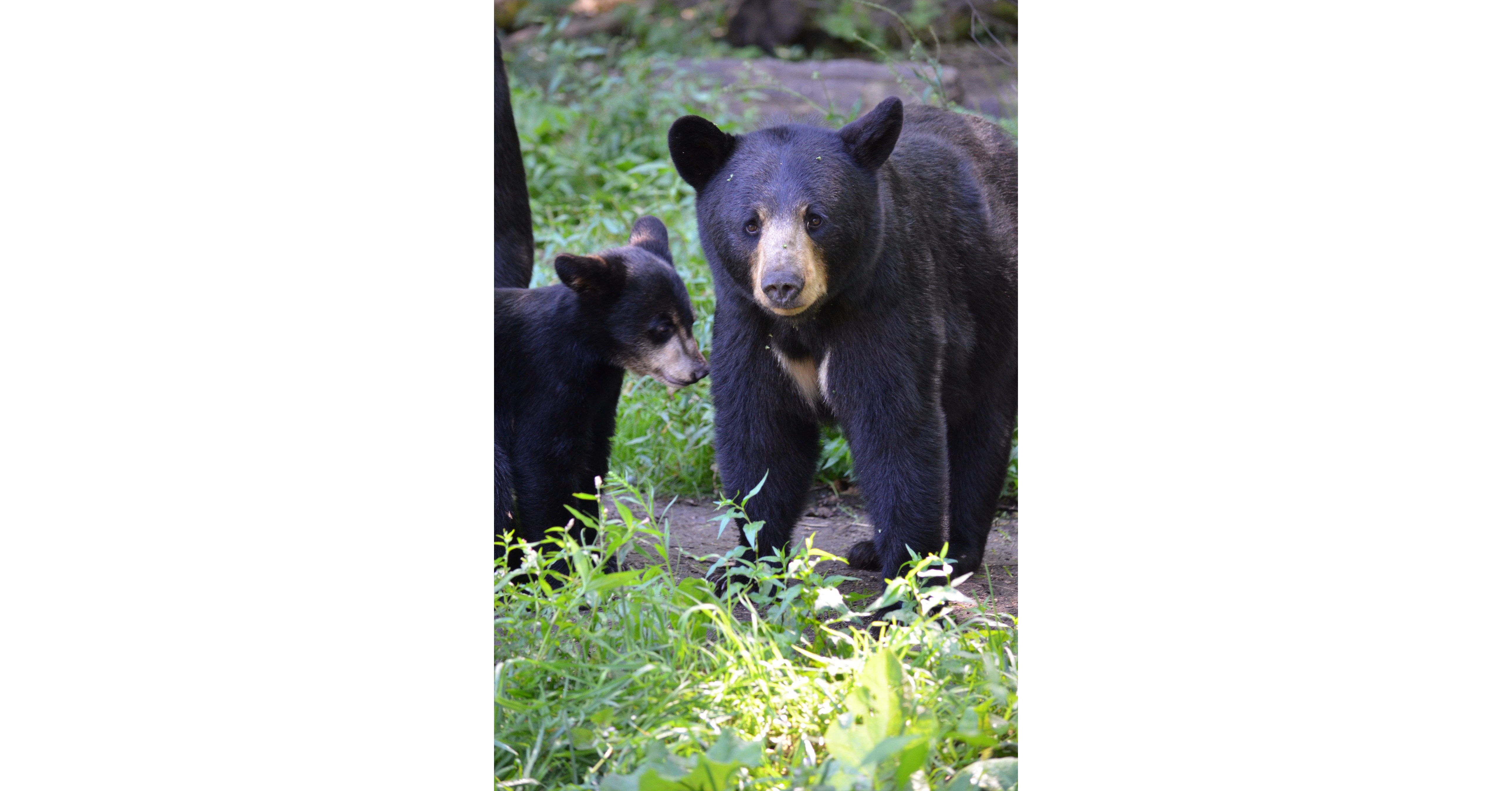 Minnesota Wildlife Sanctuary Opens Season For Bear Lovers & Wildlife