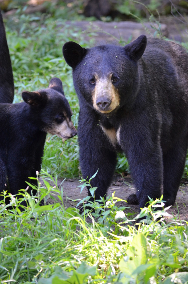 A Black Bear named Jasmine is a frequent visitor to the Vince Shute Wildlife Sanctuary in Orr, Minnesota.
