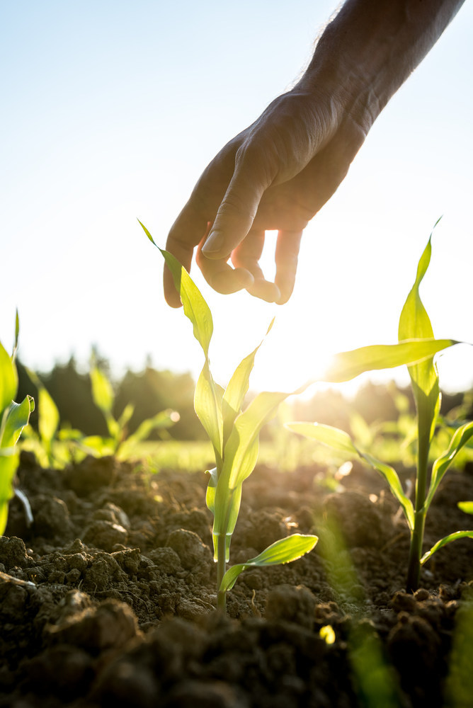 Beck's y Benson Hill Biosystems se asocian para brindar novedosos rasgos genéticos para productores de maíz