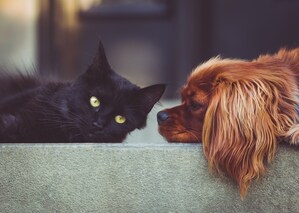 While May Marks the Start of Kitten Season, Hundreds of Adoptable Dogs are also Looking for Forever Homes During PetSmart Charities® of Canada's National Adoption Weekend--May 18 - 20 in PetSmart®