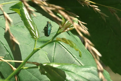 The Emerald Ash Borer is a metallic wood-boring beetle that is between 1 and 1.5 cm in length. (CNW Group/Forests Ontario)