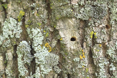 Signs and symptoms of an Emerald Ash Borer infestation include small D-shaped holes, spanning 4 to 5 mm across the bark of trees. (CNW Group/Forests Ontario)
