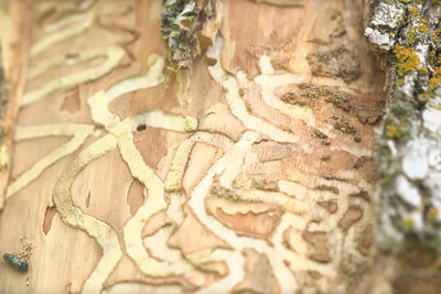 Emerald Ash Borer larvae create S-shaped tunnels beneath the bark of Ash trees, cutting off the flow of nutrients and water from root to canopy. (CNW Group/Forests Ontario)