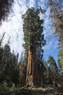 This spectacular tree is among Red Hill's 110 ancient giant sequoia. Photo by Paolo Vescia.