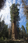 Save the Redwoods League Has Secured the Opportunity to Protect One of the World's Last Privately Owned Giant Sequoia Forests
