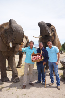 Charlie Sammut, founder of Monterey Zoo, with Bill and Ken Christopher of Christopher Ranch alongside Buffy (left) and Christy (right) the retired entertainment African elephants.