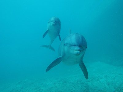 Dolphinaris' five locations in Mexico have earned the Humane Certified seal from the American Humane Conservation program.