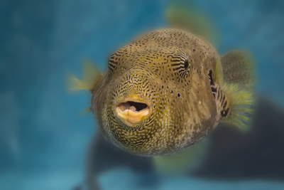 Duncan, a map pufferfish, currently lives off-exhibit at the National Aquarium Animal Care and Rescue Center while skilled aquarists fine-tune his diet. The new facility will have the capacity to accommodate up to 1,500 animals.