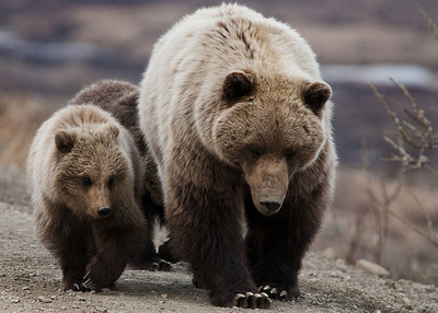 If you can take a photo like this, why not share it/ Wikimedia Commons (CNW Group/Royal Canadian Geographical Society)