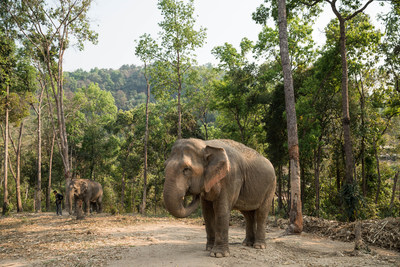 World Animal Protection and travel company leaders are working with Happy Elephant Care Valley to transition their current camp to a high welfare, elephant friendly, venue where elephants will have the freedom to be elephants instead of entertainers. Credit World Animal Protection / Nick Axelrod (CNW Group/World Animal Protection)