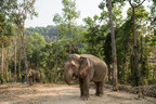 Thai elephant camp is pioneering elephant-friendly tourism in Thailand