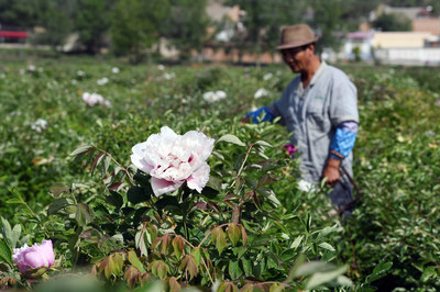 On May 22, local peony farmers are checking the conditions of oil peonies in a plantation base.