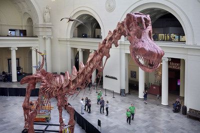 Meet Máximo, a skeletal cast of the largest dinosaur ever discovered, at the Field Museum in Chicago. © Field Museum