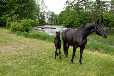 Mare and her foal at RCMP Pakenham Breeding farm (CNW Group/Royal Canadian Mounted Police)