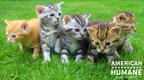 American Humane Encourages Pet Lovers to Give a Cat a Forever Home in Honor of Adopt-a-Cat Month®