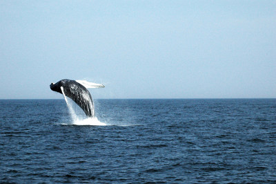 Pictured: a humpback whale breaching. The underside of each humpback whale's tail has black and white markings in patterns that are as unique as human fingerprints. (CNW Group/World Animal Protection)
