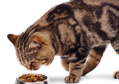 Il peut y avoir de trs nombreuses raisons pour lesquelles votre animal peut lever le nez sur son repas, identifiant les comportements au moment des repas peut aider  dterminer pourquoi (Groupe CNW/Institut canadien de la sant animale)