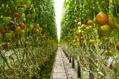 Today Wendy’s announces a new initiative to source vine-ripened tomatoes for its North American restaurants exclusively from greenhouse farms, a first in the QSR industry, between now and early 2019. The move is part of the company’s ongoing commitment to sourcing the freshest, highest-quality produce for its hamburgers, salads and sandwiches.