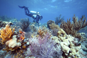 Bonefish Grill Partners With The Nature Conservancy To Help Restore Coral Reefs