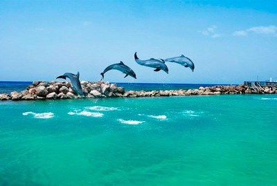 Six of Dolphin Discovery's facilities in the Mexican Caribbean have been certified under the global American Humane Conservation program for the welfare and humane treatment of the animals under their care.