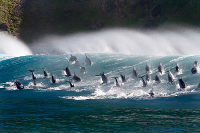 Bottlenose dolpins surf the waves in South Africa. The film Oceans: Our Blue Planet opens at the Ontario Science Centre on June 9. Photograph by Steve Benjamin. (CNW Group/Ontario Science Centre)