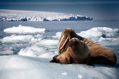 A walrus mother and her pup rest on iceberg in Svalbard, Arctic. The film Oceans: Our Blue Planet opens at the Ontario Science Centre on June 9. Photograph by Rachel Butler. (CNW Group/Ontario Science Centre)
