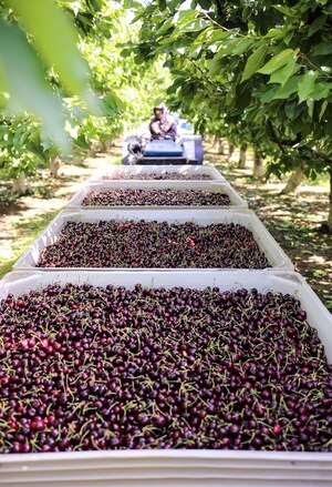 Seven Reasons to Celebrate the Start of Northwest Sweet Cherry Season