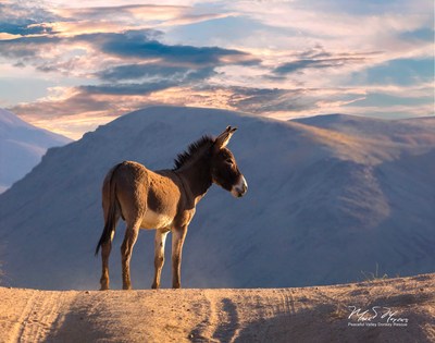 "New Dawn" photo by Mark S. Meyers. Wild jack in Death Valley.