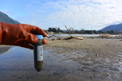 A genomics-based test identifies and characterizes Avian Influeza viruses in wetland sediments. (CNW Group/Genome British Columbia)
