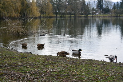 Wild waterfowl are known to be the reservoir for Avian Influenza. (CNW Group/Genome British Columbia)