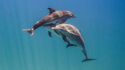 Experts study the communication of Atlantic spotted dolphins in the Bahamas