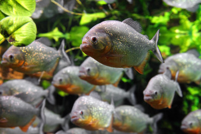 La nouvelle collection temporaire Amazaonie de l'Aquarium du Qubec permettra de dcouvrir plus de 160 nouveaux spcimens de 20 espces distinctes, dont les fameux piranhas rouges. (Groupe CNW/Socit des tablissements de plein air du Qubec)