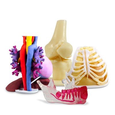 Anatomical models in a variety of materials for 3D visualization of complex anatomy.