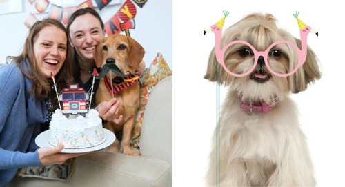 The Molly and Bandit Pet Party line from C.R. Gibson includes everything consumers need to throw an Instagram-worthy pet celebration.