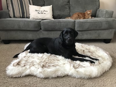 Memory Foam Dog Bed from Treat A Dog 