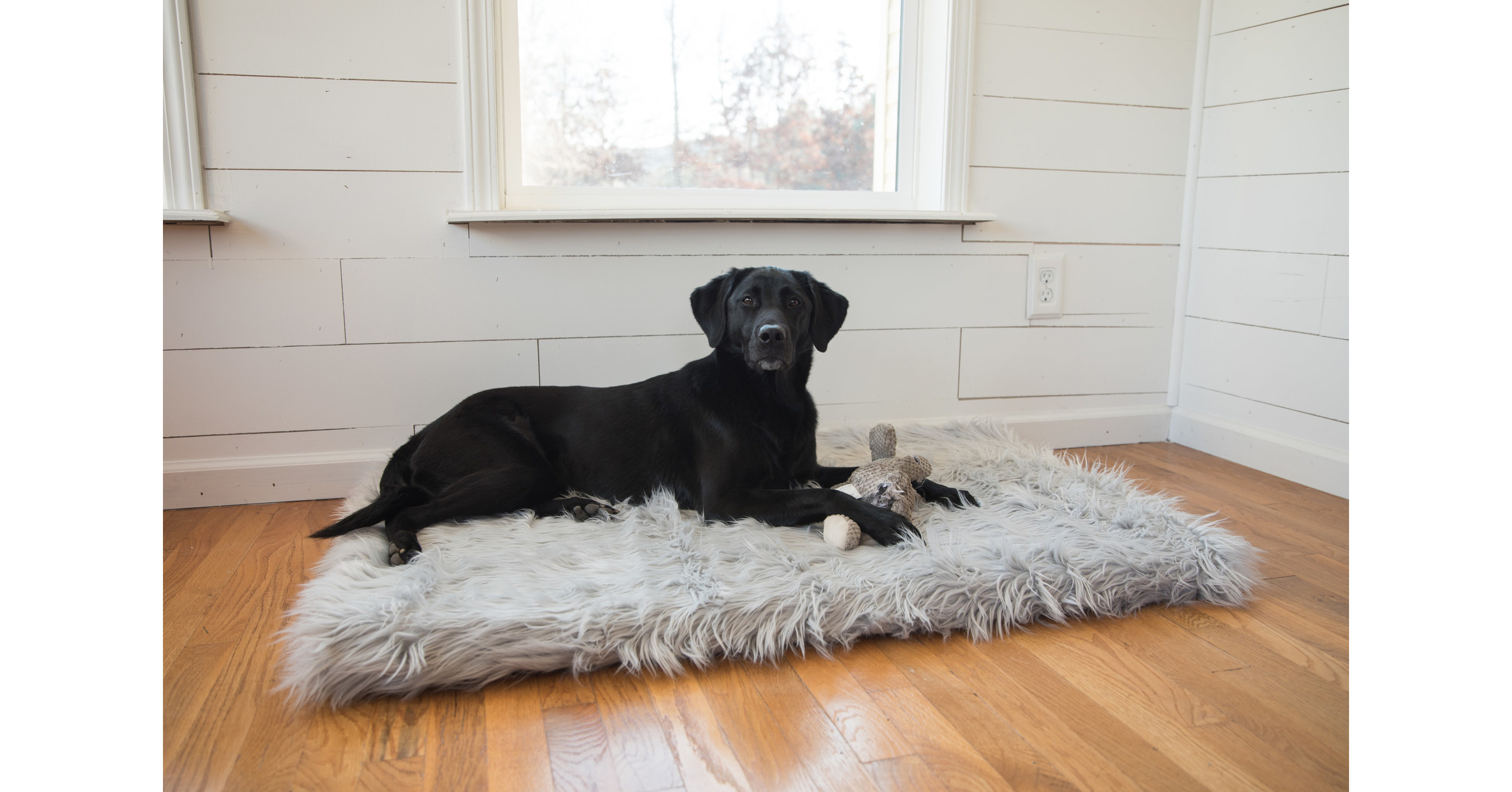 Innovative New Memory Foam Dog Bed from Treat A Dog is Also an