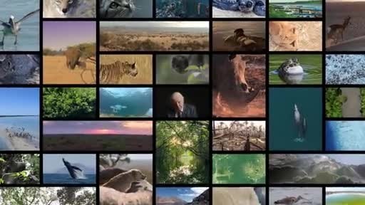 United Nations Development Programme Announces 'The Lion's Share' Fund With Founder FINCH And Founding Partner Mars To Tackle Crisis In Wildlife Conservation And Animal Welfare