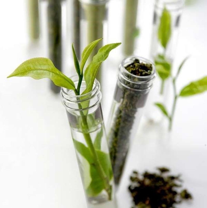 The tea plant (Camellia Sinensis) extracts fluoride from the soil which accumulates in its leaves. Matured tea leaves absorb the most fluoride. It is essential to use the first or second flush teas only. As the tea leaf matures over the time, the fluoride content increases. (PRNewsfoto/Newby Teas)