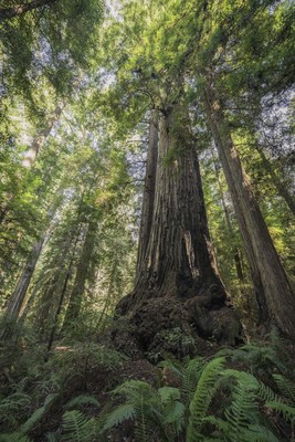 The McApin Tree is 1,640 years old, the oldest known coast redwood south of Mendocino County. The diameter of the main trunk is nearly 20 feet, as wide as a two-lane road, the widest coast redwood south of Humboldt County. At 239 feet, the McApin Tree is not the tallestin this forest. (Photo credit Save the Redwoods League and Mike Shoys)