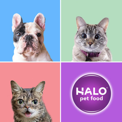 Halo announces leading feline 