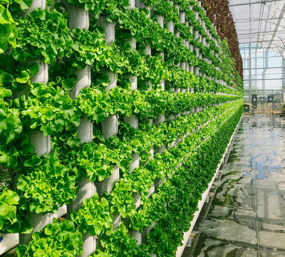 Eden Green Technology vertical vine system grows walls of produce for Crisply line sold at Walmart. Credit: Eden Green Technology