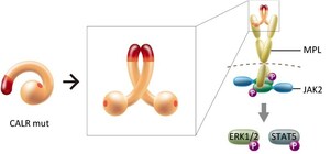 Juntendo University Research: Mutant Chaperone Molecule Triggers Cancer