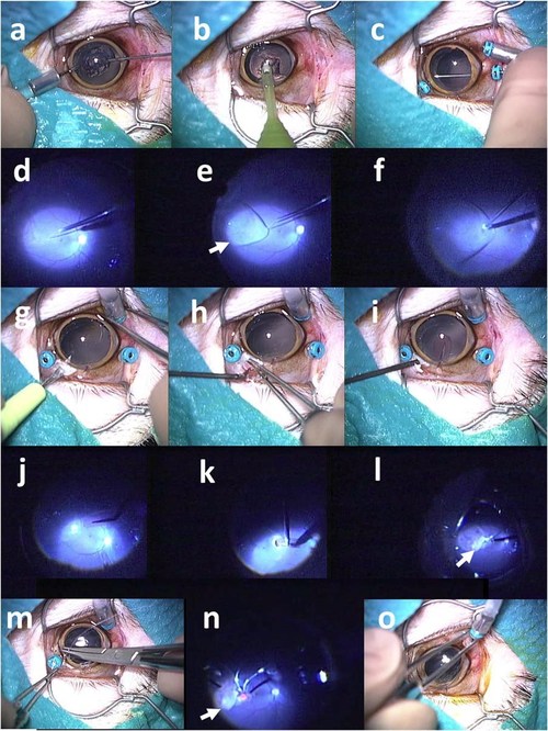 Sequence of surgical procedures for implanting Okayama University-type retinal prosthesis in a monkey eye (PRNewsfoto/Okayama University)